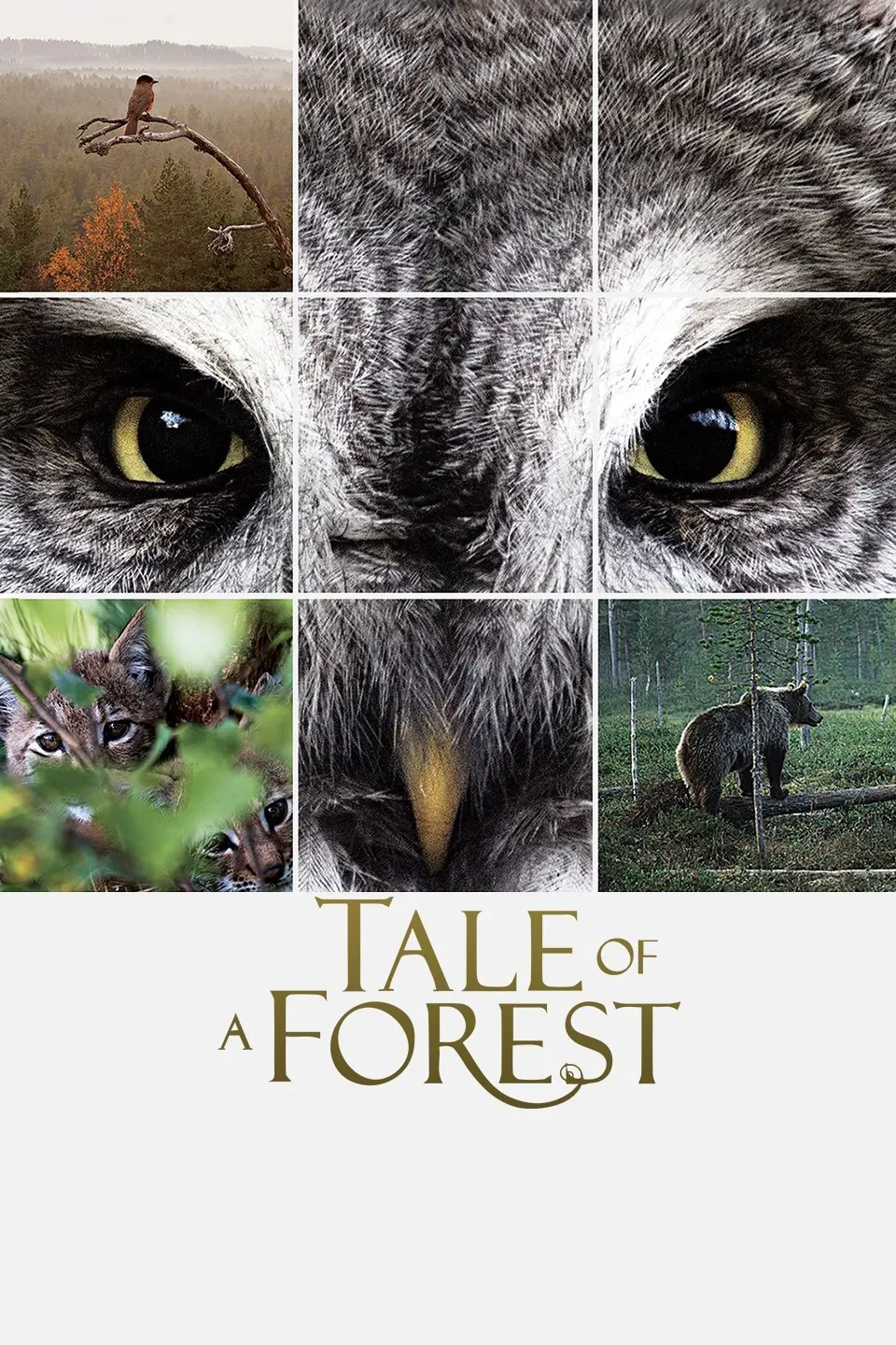 《森之传说》影评：一场洗涤心灵的奇幻之旅，人与自然和谐共生的史诗